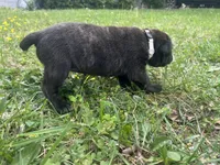White Collar, a female Cane Corso for sale in Kingsport, TN – Photo 4 of 4