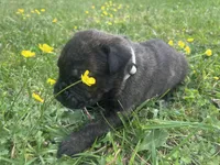 White Collar, a female Cane Corso for sale in Kingsport, TN – Photo 3 of 4