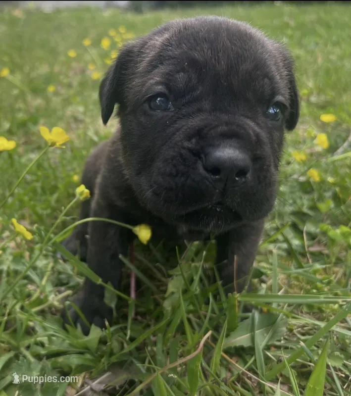 White Collar – Cane Corso puppy for sale in Kingsport, TN
