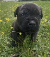 White Collar, a female Cane Corso for sale in Kingsport, TN – Photo 1 of 4