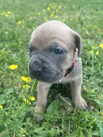 Pink Collar, a female Cane Corso for sale in Kingsport, TN – Photo 2 of 2