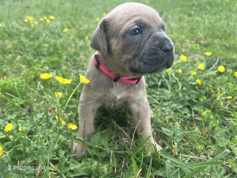 Pink Collar – Cane Corso puppy for sale in Kingsport, TN