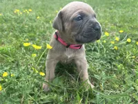 Pink Collar, a female Cane Corso for sale in Kingsport, TN – Photo 1 of 2