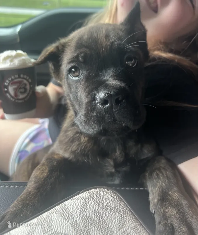 Yellow Collar – Cane Corso puppy for sale in Kingsport, TN