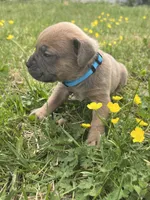 Light Blue Collar, a male Cane Corso for sale in Kingsport, TN – Photo 2 of 2