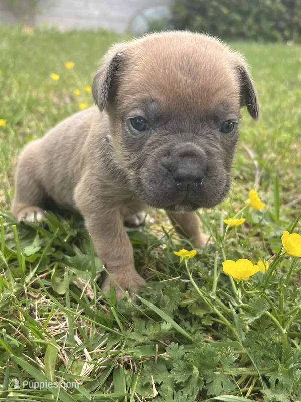 Light Blue Collar – Cane Corso puppy for sale in Kingsport, TN