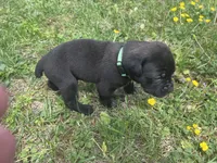 Dark Green Collar, a male Cane Corso for sale in Kingsport, TN – Photo 2 of 2