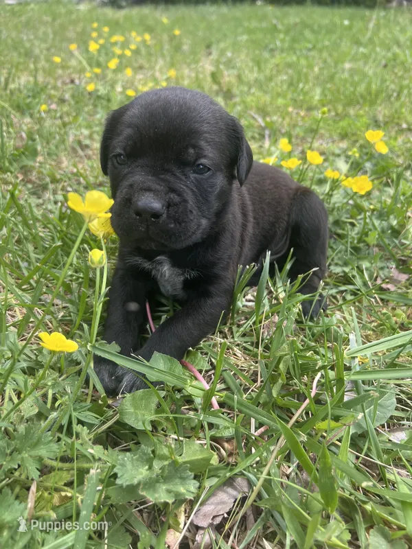 Dark Green Collar – Cane Corso puppy for sale in Kingsport, TN