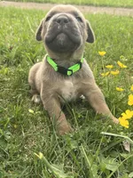 Light Green Collar, a male Cane Corso for sale in Kingsport, TN – Photo 2 of 3