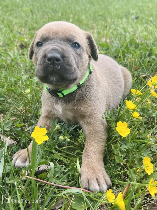 Light Green Collar – Cane Corso puppy for sale in Kingsport, TN