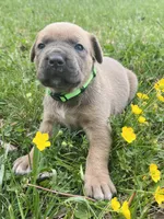 Light Green Collar, a male Cane Corso for sale in Kingsport, TN – Photo 1 of 3