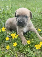 Light Green Collar, a male Cane Corso for sale in Kingsport, TN – Photo 3 of 3