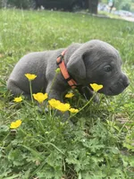 Orange Collar, a male Cane Corso for sale in Kingsport, TN – Photo 2 of 2