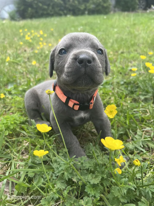 Orange Collar – Cane Corso puppy for sale in Kingsport, TN