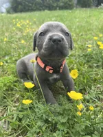 Orange Collar, a male Cane Corso for sale in Kingsport, TN – Photo 1 of 2