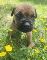 Black Collar, a male Cane Corso for sale in Kingsport, TN – Photo 1 of 3