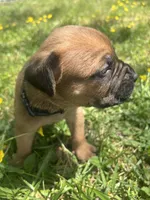 Black Collar, a male Cane Corso for sale in Kingsport, TN – Photo 2 of 3