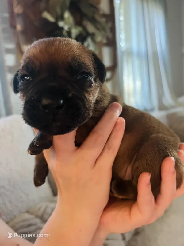 Fawn Boy – Cane Corso puppy for sale in Kingsport, TN