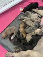 Fawn Boy, a male Cane Corso for sale in Kingsport, TN – Photo 4 of 6