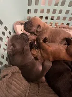 Fawn Boy, a male Cane Corso for sale in Kingsport, TN – Photo 5 of 6