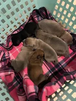 Fawn Boy, a male Cane Corso for sale in Kingsport, TN – Photo 6 of 6