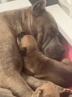 Fawn Boy, a male Cane Corso for sale in Kingsport, TN – Photo 2 of 6