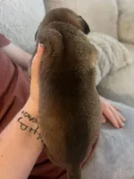 Fawn Boy, a male Cane Corso for sale in Kingsport, TN – Photo 3 of 6