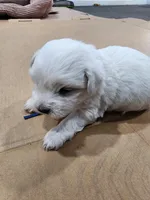 Lil Man, a male Coton de Tulear for sale in Blythewood, SC – Photo 5 of 5