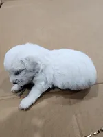 Lil Man, a male Coton de Tulear for sale in Blythewood, SC – Photo 2 of 5