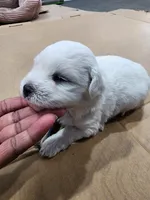 Lil Man, a male Coton de Tulear for sale in Blythewood, SC – Photo 4 of 5