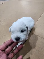 Lil Man, a male Coton de Tulear for sale in Blythewood, SC – Photo 3 of 5