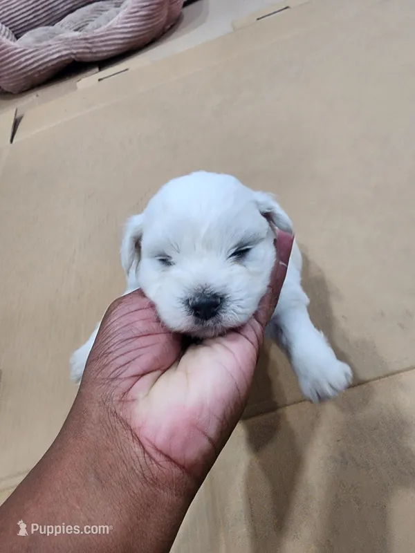 Lil Man – Coton de Tulear puppy for sale in Blythewood, SC