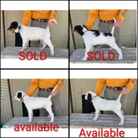 Light blue collar, a male English Setter for sale in Amarillo, TX – 2 of 2