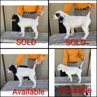 Light blue collar, a male English Setter for sale in Amarillo, TX – 1 of 2