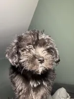 Shih tzu , a male Shih Tzu for sale in Bronx, NY – 4 of 5