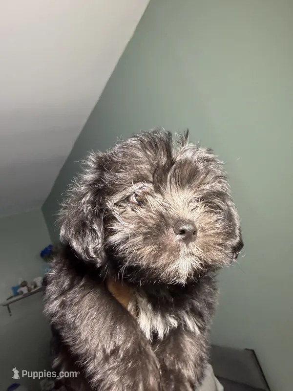 Shih tzu  – Shih Tzu puppy for sale in Bronx, NY