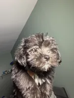 Shih tzu , a male Shih Tzu for sale in Bronx, NY – 1 of 5