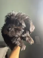 Shih tzu , a male Shih Tzu for sale in Bronx, NY – 5 of 5