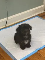 Shih tzu , a male Shih Tzu for sale in Bronx, NY – 2 of 5