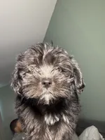 Shih tzu , a male Shih Tzu for sale in Bronx, NY – 3 of 5