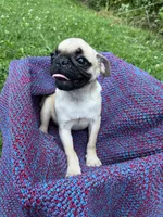 Sunny, a female Pug for sale in Olean, NY – 6 of 6