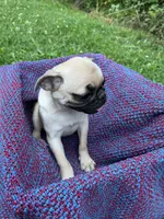 Sunny, a female Pug for sale in Olean, NY – 3 of 6