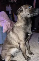 Fawn, a female Australian Shepherd and Pug for sale in Olean, NY – Photo 2 of 2