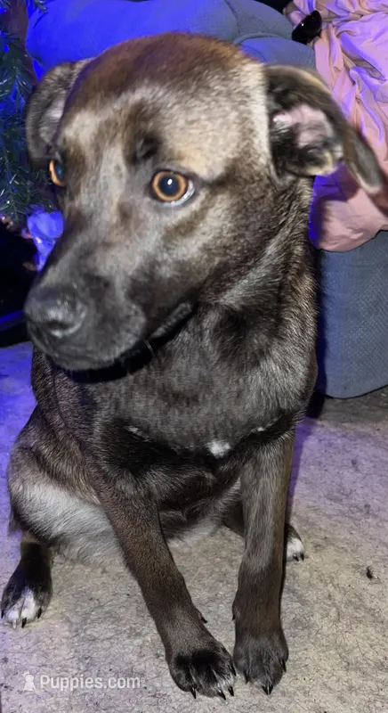 Fawn, a female Australian Shepherd and Pug for sale in Olean, NY – Photo 1 of 2