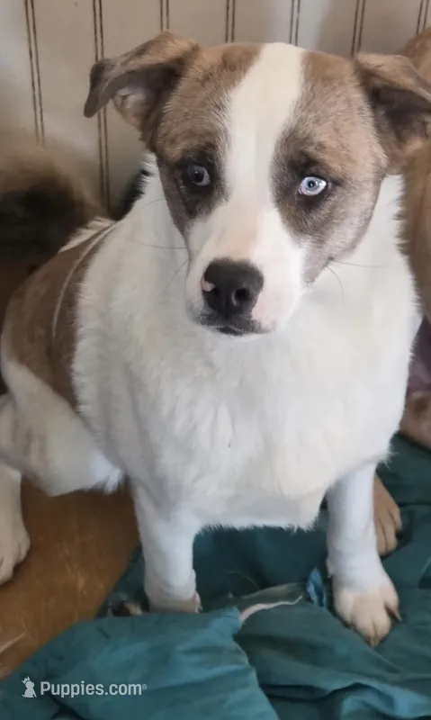 Tilly  – Australian Shepherd, Pug puppy for sale in Olean, NY