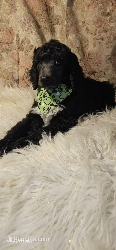 Sammie, a male Poodle - Standard  for sale in Olean, NY – Photo 1 of 2