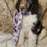 Sadie, a female Poodle - Standard  for sale in Olean, NY – Photo 1 of 2