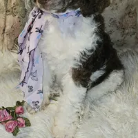 Sadie, a female Poodle - Standard  for sale in Olean, NY – Photo 2 of 2