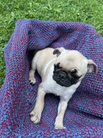 Sunny, a female Pug for sale in Olean, NY – 1 of 6