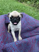 Sunny, a female Pug for sale in Olean, NY – 4 of 6